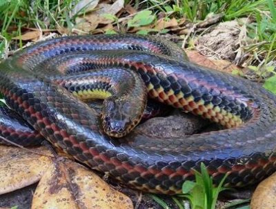 美国发现彩虹蛇 美国徒步旅客发现“彩虹蛇”