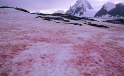 南极出现西瓜雪 南极出现“西瓜雪”科学家表示这不浪
