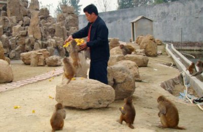 猴子养殖知识：猴子养殖需要什么手续？